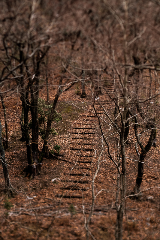 SIGMA Art 50mm F1.4 DG HSM