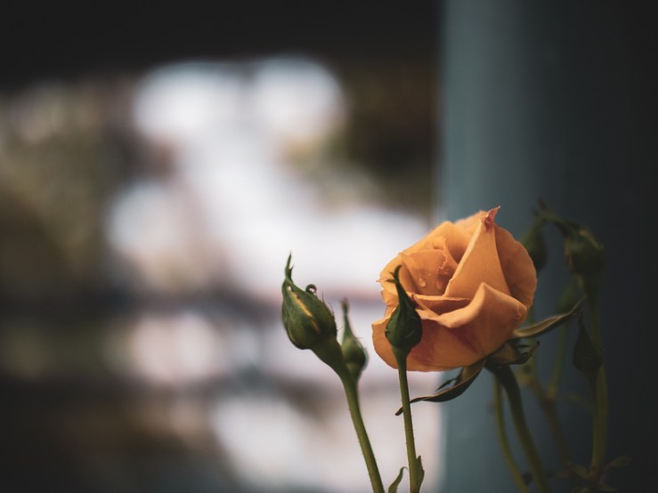 FREEWALKER 42.5mm F1.2