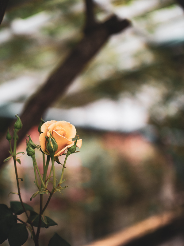 FREEWALKER 42.5mm F1.2